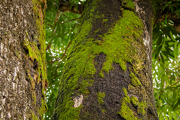 포토 JPG 해외이미지 나무 식물 디자인 백그라운드 잎 패턴 자연 추상 따뜻함 이끼 풍경 사람없음 세로 초록색 여름 빛 컬러풀 갈색 환경 봄 젖음 성장 나뭇가지 신선 닫기 숲 큼 질감 뿌리 나무껍질 공상 거인 내추럴 깊이 땅바닥 옛날 해외202004 해외포토 계절 컬러 무늬 모션 바닥 껍질 크기 생태계 파일형식 이미지허브