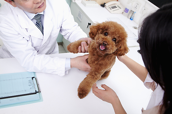 포토 JPG 해외이미지 한마리 여자 남자 반려견 실내 상반신 성인 두명 앞모습 뒷모습 반려동물 잡기 강아지 검사_조사 푸들 동물병원 수의사 성인만 해외202004 해외포토 동물 1 뷰포인트 모션 병원 사람 내부 의사 개 파일형식 이미지허브