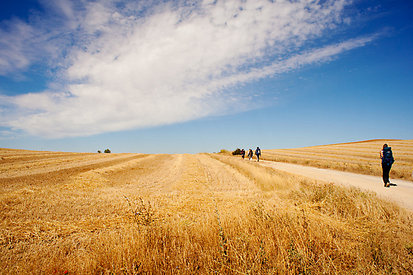 포토 JPG 해외이미지 구름 도로 밭 농업 휴가 건조 파노라마 옥수수 풍경 사람없음 여름 농작물 농장 흙 하이킹 수확 시골 스페인 볏짚 밀 만취 귀 철사 밀짚 밭일 산티아고 순례 스페인어 주장 해외202004 해외포토 자연요소 계절 유럽 산업 길 교통시설 레저 곡류 촬영기법 신체부위 짚 술취함 파일형식 이미지허브