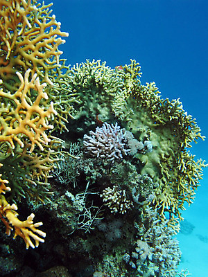 포토 JPG 해외이미지 동물 야생동물 바다 백그라운드 아프리카 자연 이집트 어류 풍경 사람없음 물 파란색 컬러풀 햇빛 바닷속 수중 거품 달력 스노클링 잠수부 생태계 다이빙 수족관 홍해 깊이 소금물 해외202004 해외포토 자연요소 나라 컬러 태양 수영 수중동물 수상스포츠 전문직 수중스포츠 파일형식 이미지허브