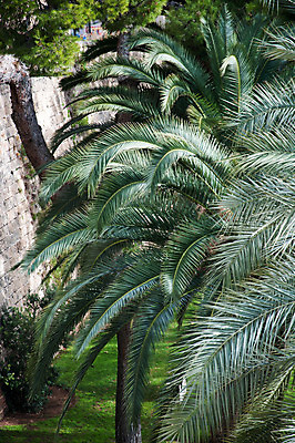 포토 JPG 해외이미지 나무 식물 계절 백그라운드 잎 자연 건강 손바닥 사람없음 야외 초록색 여름 빛 햇빛 환경 정원 맑음 활발 성장 나뭇가지 신선 닫기 지중해 묘사 유기농 질감 내추럴 생태학 이국적 해외202004 해외포토 손 웰빙 교육 바다 컬러 컨셉 모션 날씨 태양 생태계 파일형식 이미지허브