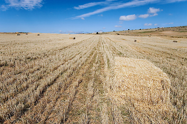 포토 JPG 해외이미지 유럽 농업 자연 풍경 사람없음 야외 노란색 스페인 농부 밀 밀짚 내추럴 해외202004 해외포토 직업 나라 산업 컬러 곡류 짚 생태계 파일형식 이미지허브