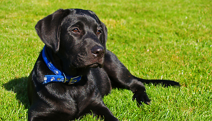 포토 JPG 해외이미지 동물 포유류 잔디 사람없음 야외 반려동물 검은색 아기 개 리트리버 강아지 래브라도리트리버 송곳니 해외202004 해외포토 식물 컬러 사람 치아 파일형식 이미지허브
