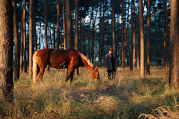 포토 JPG 해외이미지 동물 한명 컬러풀 흰색 소나무 카우보이 숲 갈기 해외202004 해외포토 나무 1 컬러 사람 파일형식 이미지허브