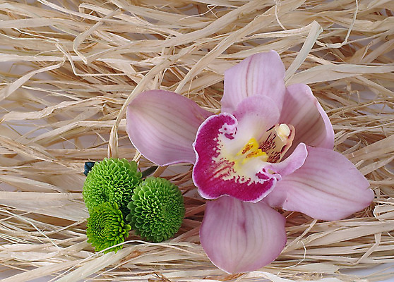 포토 JPG 해외이미지 꽃잎 꽃 줄기 백그라운드 전구 국화 발렌타인데이 사람없음 초록색 검은색 회색 흰색 난초 우아함 닫기 이국적 해외202004 해외포토 식물 컬러 컨셉 모션 데이이벤트 파일형식 이미지허브