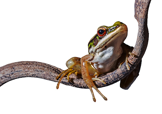 포토 JPG 해외이미지 나무 동물 백그라운드 손가락 개구리 양서류 앉기 사람없음 빨간색 초록색 흰색 나뭇가지 고립 해외202004 해외포토 식물 손 컬러 모션 파일형식 이미지허브