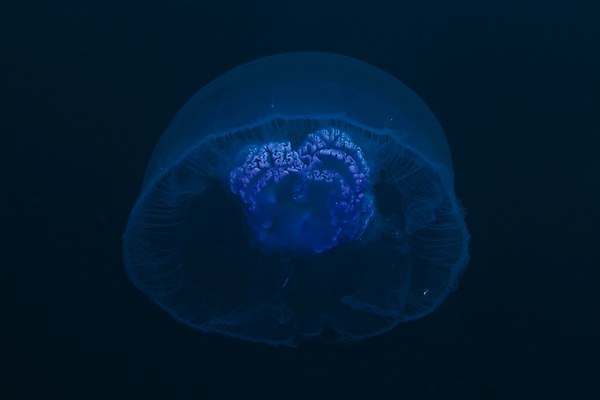 포토 JPG 해외이미지 한마리 사람없음 파란색 바닷속 수중동물 자포동물 해파리 해외202004 해외포토 동물 1 컬러 수중 파일형식 이미지허브