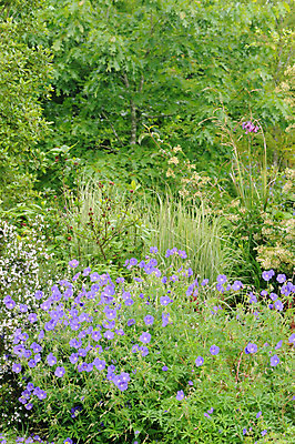 포토 JPG 해외이미지 나무 식물 공원 꽃 자연 사람없음 관광지 정원 프랑스 그림 해외202004 해외포토 공공시설 유럽 여행 생태계 파일형식 이미지허브