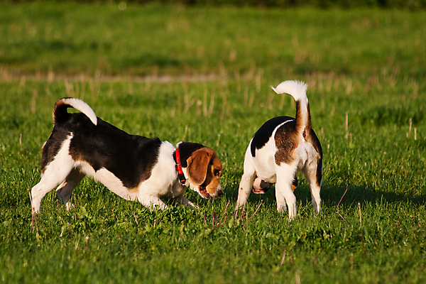 포토 JPG 해외이미지 동물 공원 행복 새끼 장난 포유류 발 자연 놀이 털 사람없음 가로 반려동물 기쁨 개 강아지 작음 사냥개 비글 송곳니 기르기 유래 해외202004 해외포토 공공시설 감정 신체부위 치아 크기 생태계 돌봄 파일형식 이미지허브