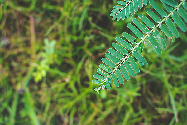 포토 JPG 해외이미지 나무 식물 나비 잎 밭 자연 조류 휴식 사람없음 장식 초록색 빛 컬러풀 약 노란색 정원 성장 벚꽃 나뭇가지 대접 신선 개화 삼 닫기 숲 다발 허브 부드러움 이익 스킨케어 원뿔 내추럴 해외202004 해외포토 도형 동물 꽃 컬러 곤충 컨셉 농업 채소 의학 모션 뷰티 감각 생태계 파일형식 이미지허브