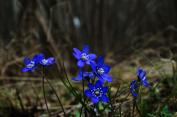 포토 JPG 해외이미지 식물 계절 꽃잎 꽃 백그라운드 꽃무늬 채소 응원 자연 불꽃 스웨덴 사람없음 야외 파란색 봄 벚꽃 신선 개화 그룹 닫기 숲 남색 다발 제비꽃 묘사 꽃수술 노루귀 아네모네 해외202004 해외포토 컬러 무늬 모션 불 북유럽 생태계 파일형식 이미지허브