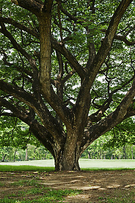 포토 JPG 해외이미지 나무 식물 계절 공원 아시아 잎 벤치 태국 자연 하늘 풍경 사람없음 야외 초록색 여름 파란색 빛 환경 봄 나뭇가지 신선 숲 큼 내추럴 해외202004 해외포토 공공시설 나라 컬러 의자 크기 생태계 파일형식 이미지허브