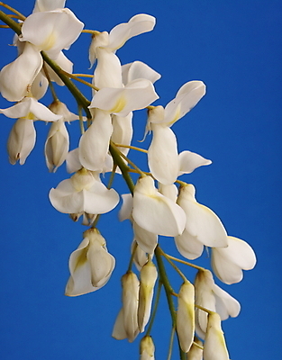 포토 JPG 해외이미지 식물 꽃잎 꽃 자연 사람없음 정원 흰색 해외202004 해외포토 컬러 생태계 파일형식 이미지허브