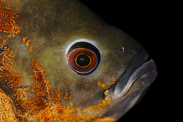 포토 JPG 해외이미지 동물 백그라운드 오렌지 자연 어류 사람없음 빨간색 물 반려동물 머리 수중 수영 흰색 수족관 고립 민물 이국적 해외202004 해외포토 자연요소 컬러 과일 신체부위 수중동물 수상스포츠 생태계 파일형식 이미지허브