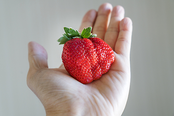 포토 JPG 해외이미지 모양 식물 라이프스타일 계절 열매 음식 잎 농업 과일 재료 자연 딸기 건강 사랑 씨앗 사람 사람없음 빨간색 초록색 농작물 태양 농장 정원 식사 수확 성장 하트 신선 그룹 사발 달콤 농부 수집 먹기 주기 상쾌 유기농 원예 거인 숙성 해외202004 해외포토 자연요소 직업 웰빙 감정 산업 컬러 모션 취미 생활 사기그릇 맛 생태계 파일형식 이미지허브