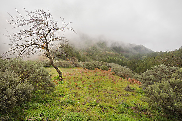 포토 JPG 해외이미지 나무 식물 계절 공원 여행 백그라운드 잎 자연 벽지 아침 날씨 산 그림자 풍경 사람없음 야외 목재 초록색 파란색 빛 태양 환경 검은색 어둠 새벽 안개 가을 소나무 황무지 야간 저녁 숲 신비 무서움 공상 마법 내추럴 뿌연 해외202004 해외포토 주간 자연요소 공공시설 감정 컬러 컨셉 재료 생태계 파일형식 이미지허브