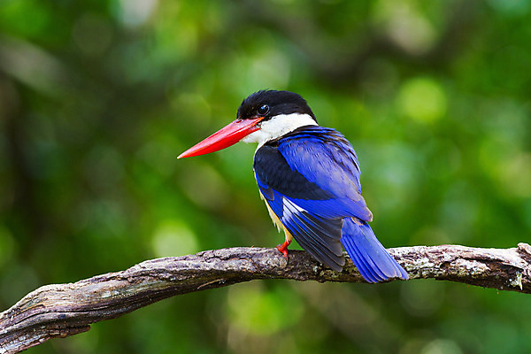 포토 JPG 해외이미지 동물 응시 아시아 야생동물 태국 자연 조류 생물 어류 서기 웃음 동양인 사람없음 야외 빨간색 초록색 파란색 컬러풀 햇빛 머리 환경 검은색 흰색 나뭇가지 황무지 보호 숲 열대우림 깃털 부리 사냥꾼 내추럴 경보 물총새 해외202004 해외포토 나무 직업 시선 나라 컬러 컨셉 모션 표정 인종 신체부위 태양 수중동물 생태계 파일형식 이미지허브