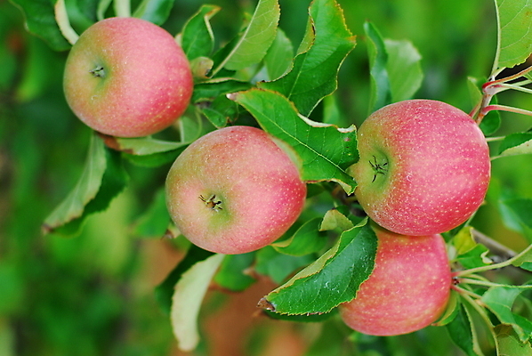 포토 JPG 해외이미지 계절 과일 건강 사람없음 빨간색 농장 주스 신선 사과 칼로리 해외202004 해외포토 음료 컬러 농업 파일형식 이미지허브