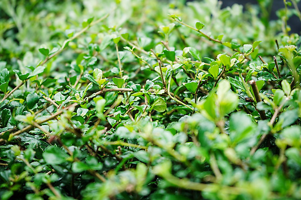 포토 JPG 해외이미지 나무 식물 동물 응시 계절 공원 꽃 음료 음식 잎 과일 창문 자연 탁자 조류 이끼 서기 앉기 풍경 사람없음 건물 목재 초록색 여름 전자제품 울타리 환경 스크린 모니터 정원 꽃병 텔레비전 성장 항아리 도자기 닫기 작음 관목 블루베리 시력 생태학 해외202004 해외포토 건축물 시선 공공시설 교육 컬러 가구 재료 모션 담장 컴퓨터 크기 생태계 파일형식 이미지허브