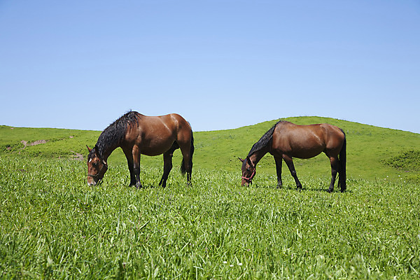 포토 JPG 해외이미지 동물 유럽 야생동물 포유류 가족 자연 산 3 풍경 잔디 사람없음 야외 초록색 농장 갈색 가축 시골 그룹 소 승마 스페인 군중 방목 먹기 내추럴 유래 찰과상 해외202004 해외포토 식물 나라 스포츠 컬러 농업 관계 모션 사람 축산업 상처 생태계 파일형식 이미지허브