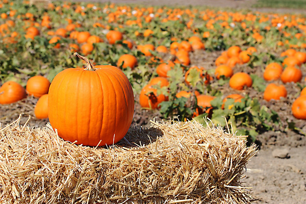 포토 JPG 해외이미지 계절 음식 백그라운드 잎 밭 농업 채소 오렌지 부분 자연 호박 휴가 옥수수 사람없음 야외 장식 빨간색 초록색 여름 컬러풀 농장 노란색 정원 맑음 축제 할로윈 수확 성장 가을 시골 신선 시장 큼 11월 유기농 박 추수감사절 스쿼시 10월 내추럴 땅바닥 밭일 숙성 많음 해외202004 해외포토 식물 웰빙 산업 기독교 스포츠 컬러 컨셉 과일 날씨 곡류 바닥 구기 날짜 크기 생태계 파일형식 이미지허브