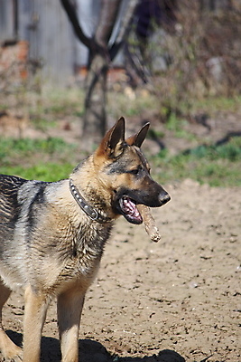 포토 JPG 해외이미지 주간 응시 입벌림 사람없음 야외 반려동물 기다림 개 사냥개 셰퍼드 해외202004 해외포토 자연요소 동물 시선 포유류 모션 표정 파일형식 이미지허브