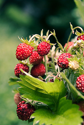 포토 JPG 해외이미지 식물 계절 열매 유럽 음식 꽃다발 백그라운드 잎 꽃무늬 다이어트 과일 재료 자연 딸기 디저트 건강 사람없음 목재 빨간색 초록색 여름 식사 모임 수확 성장 신선 달콤 맛 숲 먹기 유기농 날것 내추럴 삼림지대 숙성 해외202004 해외포토 나무 웰빙 꽃 나라 컬러 컨셉 무늬 농업 모션 생태계 파일형식 이미지허브