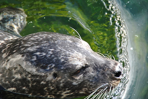 포토 JPG 해외이미지 동물 노르웨이 사람없음 물 물개 해외202004 해외포토 자연요소 유럽 포유류 바다동물 파일형식 이미지허브