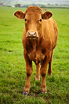 포토 JPG 해외이미지 동물 음식 밭 농업 포유류 육류 스테이크 풍경 사람없음 초록색 여름 농장 갈색 가축 목장 소고기 우유 시골 소 군중 밭일 해외202004 해외포토 계절 산업 컬러 식재료 유제품 서양음식 사람 파일형식 이미지허브