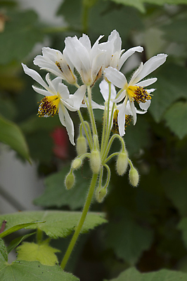 포토 JPG 해외이미지 식물 꽃잎 꽃 백그라운드 꽃무늬 사람없음 정원 봄 벚꽃 흰색 묘사 해외202004 해외포토 계절 컬러 무늬 파일형식 이미지허브