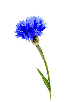 포토 JPG 해외이미지 1 꽃잎 꽃 백그라운드 컨셉 잎 꽃무늬 자연 발렌타인데이 사랑 사람없음 초록색 파란색 머리 흰색 막대기 가득함 오브젝트 싱글 심플 슛 길이 고립 수레국화 유일 해외202004 해외포토 식물 감정 컬러 무늬 데이이벤트 신체부위 생태계 파일형식 이미지허브