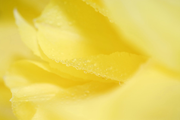 포토 JPG 해외이미지 식물 꽃잎 꽃 꽃다발 백그라운드 데이트 자연 탁자 엄마 선물 이벤트 사람없음 내부 장식 초록색 물 컬러풀 노란색 정원 꽃병 저녁식사 봄 튤립 벚꽃 물방울 축하 신선 이슬 4월 배열 서비스 내추럴 파스텔톤 많음 해외202004 해외포토 자연요소 계절 컬러 가구 컨셉 가족 식사 날짜 생태계 파일형식 이미지허브