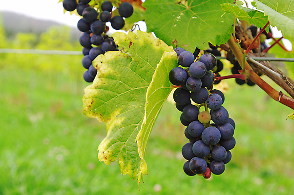 포토 JPG 해외이미지 열매 음식 백그라운드 잎 농업 과일 자연 포도 사람없음 초록색 농작물 가을 다발 포도밭 포도나무 해외202004 해외포토 식물 계절 산업 컬러 밭 과일나무 생태계 파일형식 이미지허브