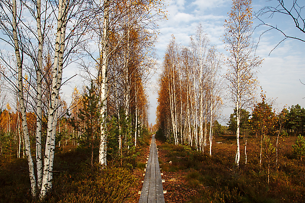 포토 JPG 해외이미지 나무 길 야생동물 자국 자연 이끼 풍경 사람없음 목재 가을 연못 습지 숲 오솔길 내추럴 라트비아 변소 해외202004 해외포토 식물 동물 계절 재료 북유럽 생태계 파일형식 이미지허브