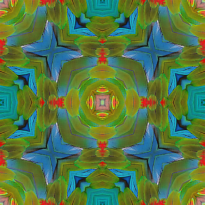 포토 JPG 해외이미지 동물 야생동물 백그라운드 패턴 날개 자연 조류 추상 사람없음 빨간색 초록색 파란색 컬러풀 활발 깃털 묘사 질감 앵무새 내추럴 해외202004 해외포토 컬러 컨셉 무늬 생태계 파일형식 이미지허브