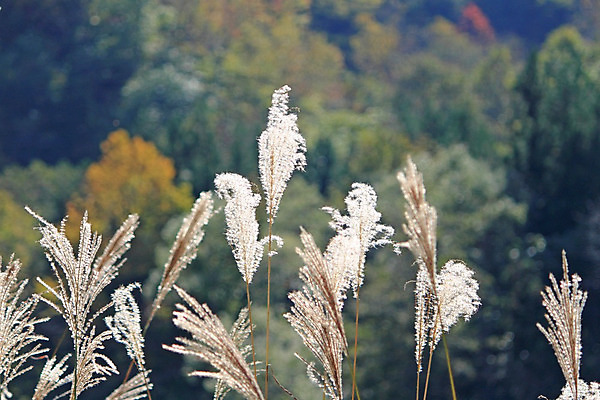 포토 JPG 해외이미지 식물 겨울 자연 씨앗 풍경 사람없음 햇빛 해외202004 해외포토 계절 태양 생태계 파일형식 이미지허브