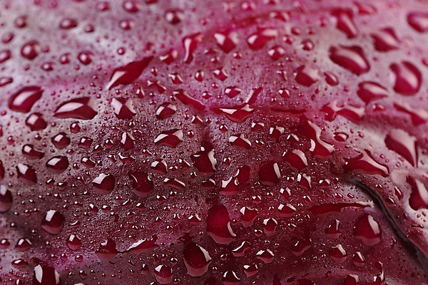 포토 JPG 해외이미지 잡화 음식 백그라운드 농업 다이어트 채소 건강 요리 사람없음 빨간색 보라색 신선 떨어짐 제비꽃 양배추 날것 내추럴 채식주의자 해외202004 해외포토 꽃 산업 컬러 컨셉 채식 파일형식 이미지허브