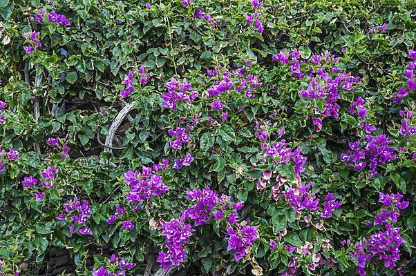 포토 JPG 해외이미지 식물 디자인 꽃잎 꽃 분홍색 꽃무늬 자연 사람없음 장식 초록색 여름 보라색 봄 들꽃 벚꽃 신선 스타일 해외202004 해외포토 계절 컬러 무늬 생태계 파일형식 이미지허브