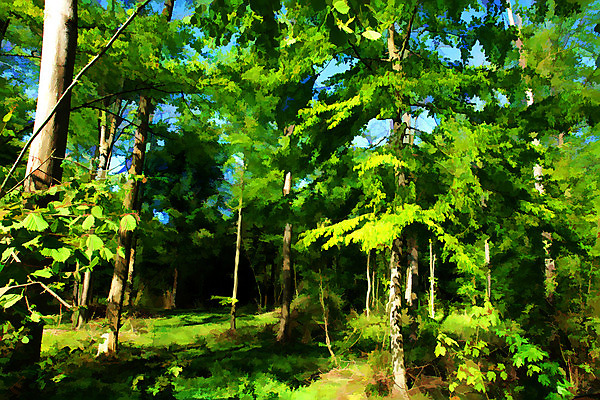 포토 JPG 해외이미지 나무 식물 공원 줄기 백그라운드 낙엽 잎 자연 하늘 요정 이야기 풍경 사람없음 야외 초록색 여름 햇빛 환경 침묵 봄 활발 하이킹 성장 나뭇가지 시골 황무지 고독 숲 신비 장면 지역 멀리 잡동사니 조작 해외202004 해외포토 계절 공공시설 감정 컬러 컨셉 레저 태양 소리 생태계 파일형식 이미지허브