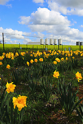 포토 JPG 해외이미지 구름 계절 꽃 산업 농업 자연 풍경 사람없음 초록색 파란색 농작물 울타리 컬러풀 농장 농경지 노란색 환경 봄 시골 호주 수선화 밭일 해외202004 해외포토 자연요소 식물 컬러 담장 오세아니아 생태계 파일형식 이미지허브