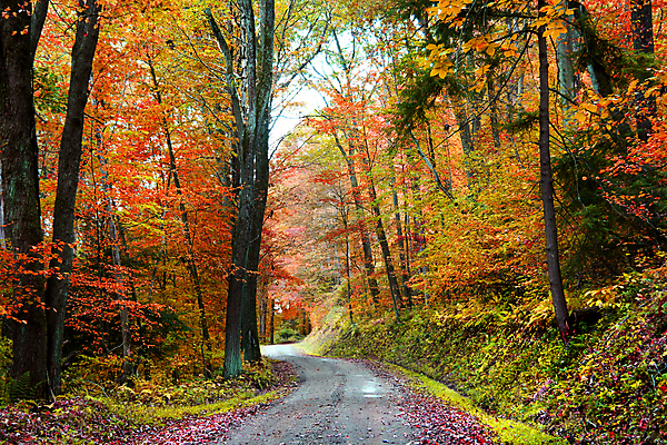 포토 JPG 해외이미지 나무 계절 도로 길 여행 자연 아침 날씨 산 풍경 사람없음 야외 컬러풀 햇빛 노란색 활발 운전 가을 황무지 황금 숲 속도 해외202004 해외포토 주간 식물 컬러 컨셉 교통시설 모션 태양 생태계 파일형식 이미지허브