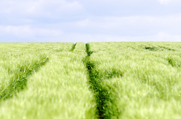 포토 JPG 해외이미지 길 밭 농업 자연 풍경 사람없음 야외 가로 초록색 농경지 시골 트랙 수평선 해외202004 해외포토 산업 컬러 농장 생태계 파일형식 이미지허브