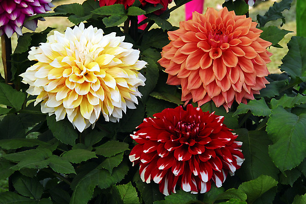 포토 JPG 해외이미지 식물 계절 꽃잎 꽃 백그라운드 꽃무늬 자연 종류 사람없음 장식 빨간색 컬러풀 정원 봄 벚꽃 개화 그룹 그늘 달리아 원예 고립 해외202004 해외포토 컬러 무늬 취미 생태계 파일형식 이미지허브