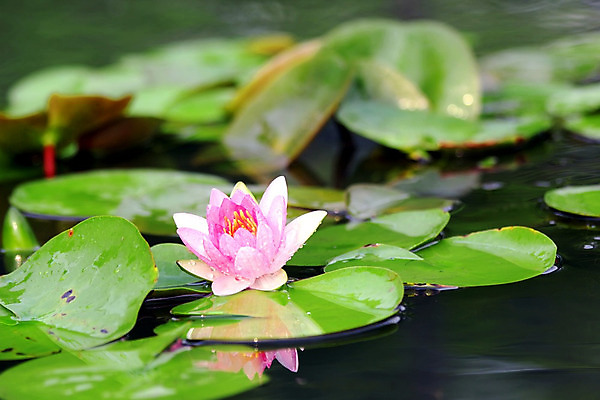 포토 JPG 해외이미지 식물 꽃잎 꽃 분홍색 잎 자연 사람없음 야외 초록색 컬러풀 벚꽃 흰색 연못 신선 액체 순수 열대기후 해외202004 해외포토 컬러 컨셉 생태계 파일형식 이미지허브