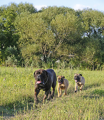 포토 JPG 해외이미지 나무 식물 동물 공원 잎 자연 따뜻함 사람없음 야외 초록색 반려동물 걷기 가축 우정 개 달콤 강아지 송곳니 기르기 동물상 유래 해외202004 해외포토 공공시설 컬러 포유류 모션 친구 조형물 맛 치아 생태계 돌봄 파일형식 이미지허브