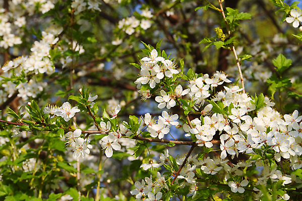 포토 JPG 해외이미지 나무 식물 계절 꽃잎 꽃 백그라운드 잎 꽃무늬 자연 사람없음 초록색 머리 정원 침묵 봄 성장 벚꽃 게 흰색 나뭇가지 개화 체리 사과 4월 5월 벌 그림 장면 꽃가루 내추럴 꽃수술 해외202004 해외포토 컬러 곤충 무늬 과일 갑각류 신체부위 소리 날짜 가루 생태계 파일형식 이미지허브