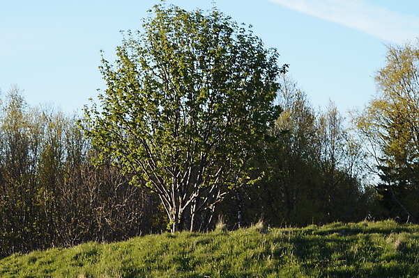 포토 JPG 해외이미지 구름 바다 백그라운드 하늘 노르웨이 풍경 사람없음 파란색 빛 북극 해외202004 해외포토 자연요소 유럽 컬러 극지방 파일형식 이미지허브