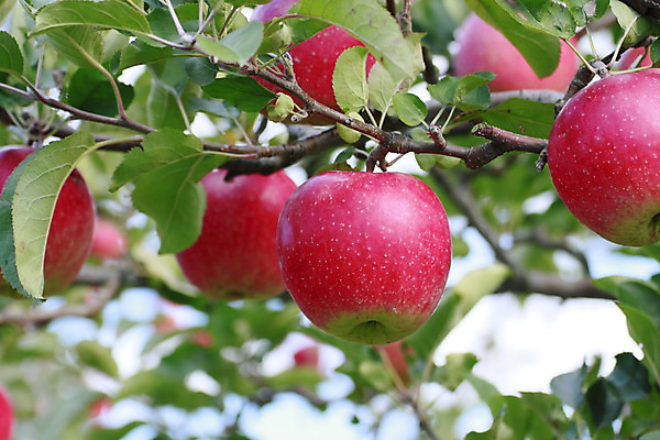 포토 JPG 해외이미지 식물 음식 잎 농업 과일 자연 디저트 건강 사람없음 빨간색 초록색 정원 일본 주스 신선 달콤 사과 유기농 내추럴 채식주의자 해외202004 해외포토 웰빙 산업 아시아 음료 컬러 맛 생태계 채식 파일형식 이미지허브