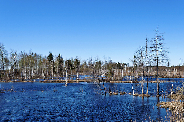 포토 JPG 해외이미지 나무 계절 섬 자연 풍경 사람없음 물 강 환경 침묵 봄 흐름 시원함 홍수 러시아 벌거벗은 재앙 해외202004 해외포토 자연요소 식물 유럽 컨셉 소리 자연재해 생태계 파일형식 이미지허브
