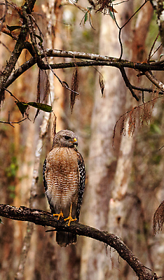 포토 JPG 해외이미지 야생동물 조류 사람없음 습지 나폴리 플로리다 해외202004 해외포토 동물 미국 이탈리아 파일형식 이미지허브